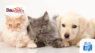 Cashback Bauzaar e Hubix: il meglio per cani e gatti di città